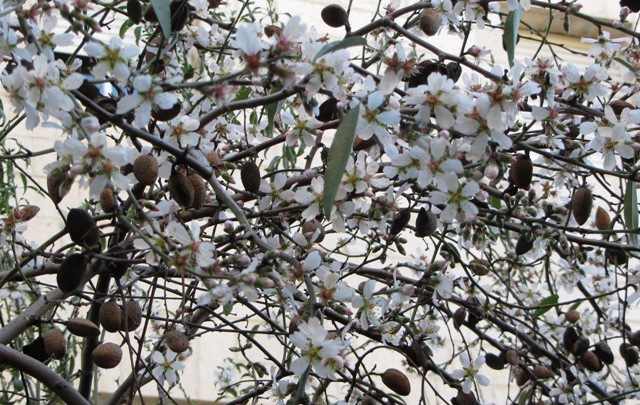 almond tree in bloom image ,  